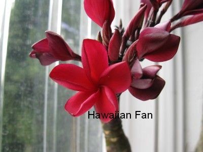 redz.bild rote meine_.jpg