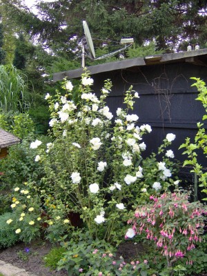Hibiskus weiss.jpg