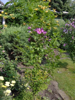 Hibiskus kleiner an der Wiese.jpg