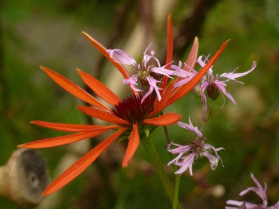 Echinacea Sunrise.jpg