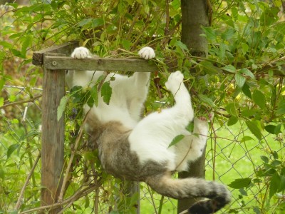 Baggis Klettertour.jpg