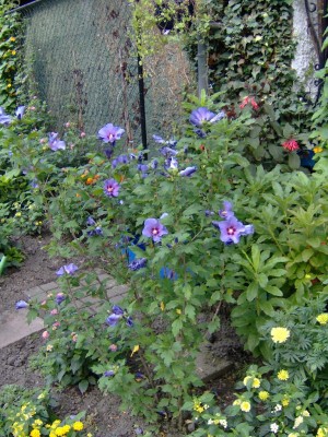 Hibiskus blau.jpg