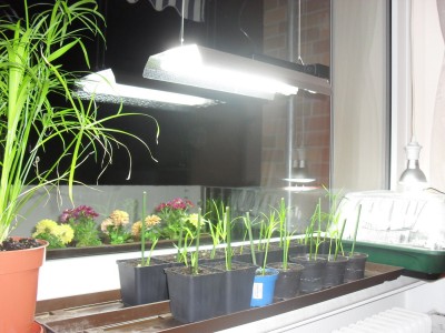 Fensterbank_02.JPG