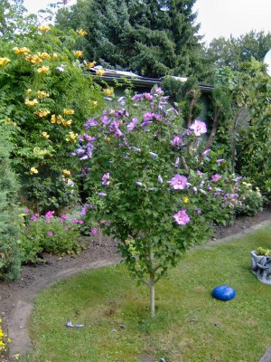 Hibiskus auf der wiese.jpg