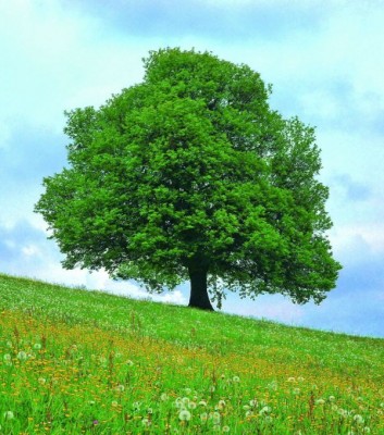 2254-Sorbus-torminali.jpg