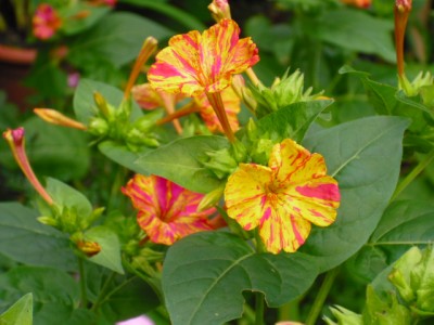 Mirabilis gelb_pink.JPG