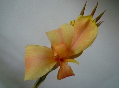 Canna v. Buntspecht1.JPG