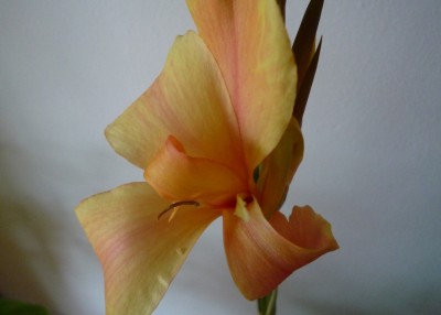 Canna v. Buntspecht.JPG