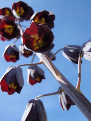 Fritillaria_persica1.jpg