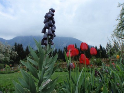 Fritillaria_persica_und_uva_vulpis1.jpg