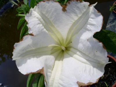 PICT0085.JPG