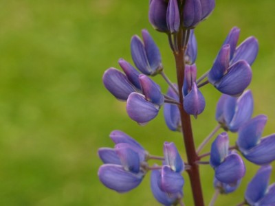 Lupinus.jpg