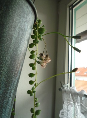 Senecio rowleyanus neue Blüten.JPG