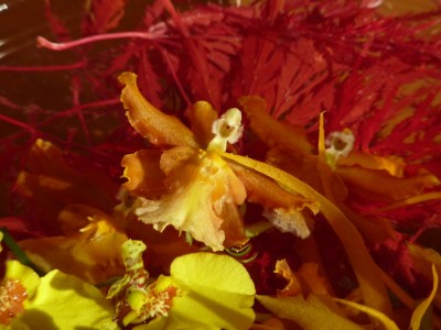 Odontocidium  Catatante.jpg