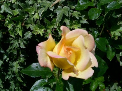 PICT0083.JPG