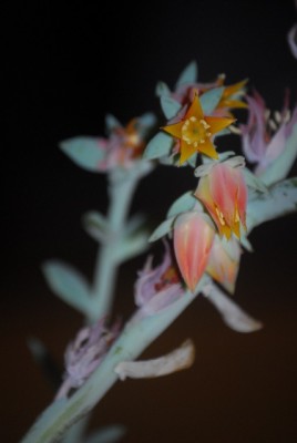 EcheveriaundCo 020yy.jpg