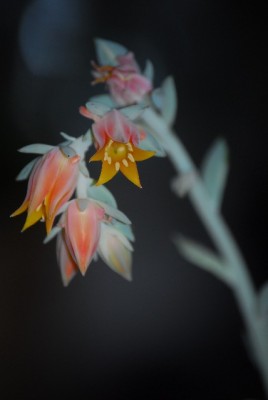 EcheveriaundCo 019yy.jpg