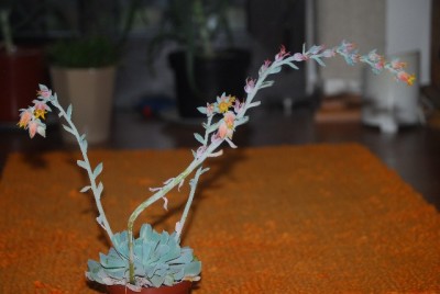 EcheveriaundCo 018yy.jpg