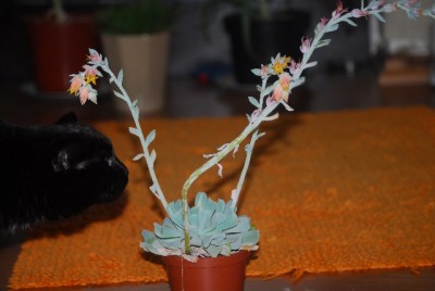 EcheveriaundCo 017yy.jpg