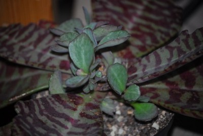 kalanchoe 007yy.jpg