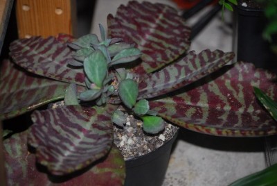 kalanchoe 006yy.jpg