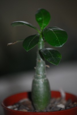 green 085yy.jpg