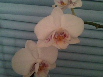 2010-11-03 17.56.23_600x600_300KB.jpg