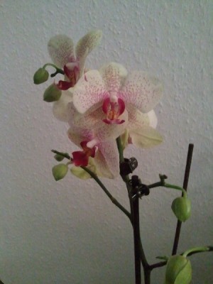 2010-11-03 17.55.30_600x600_300KB.jpg