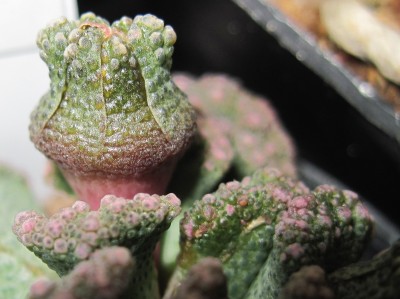 IMG_6187 Titanopsis calcarea.jpg