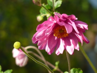 Anemone japonica.jpg