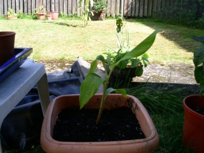 PICT0102.JPG