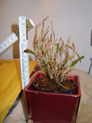 DSCI0051_1024x1365.JPG