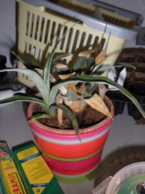 ananas.jpg