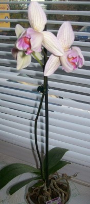 Phal3.jpg