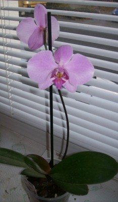 Phal2.jpg