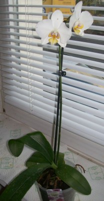 Phal1.jpg