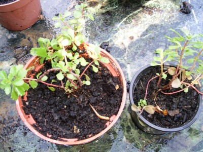 PICT0096.JPG