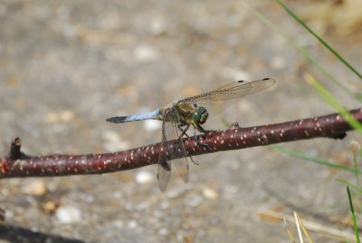 ballenstedt209 330yy.jpg