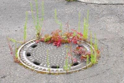 ballenstedt209 312yy.jpg