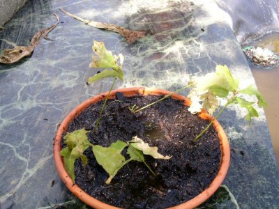 PICT0094.JPG