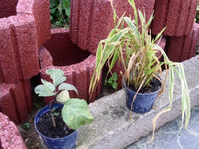 PICT0092.JPG