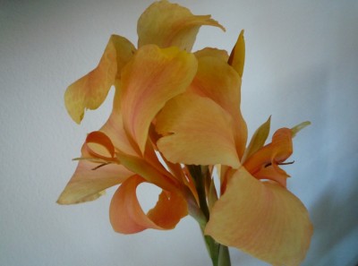 Canna aus Samen gezogen1.JPG