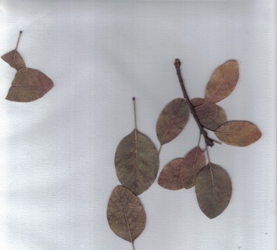lastscan.1.jpg