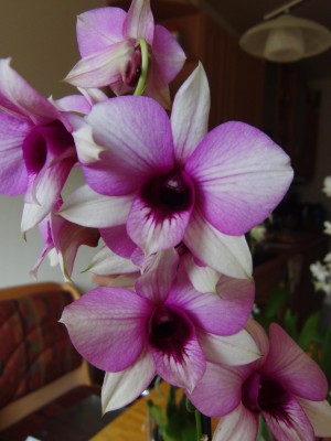 Dendrobium_1.JPG