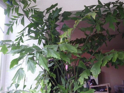 Foto0133.jpg
