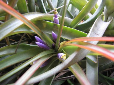 Tillandsia brachycaulos-11-2010.JPG