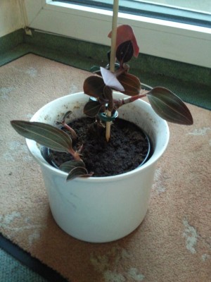 Foto034.jpg