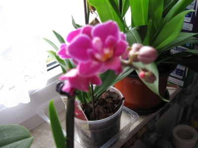Miniorchidee.jpg