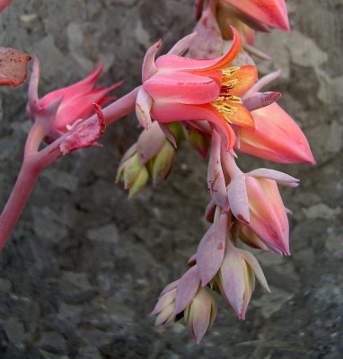 Echeveria ´Takasago no Okina´ (6).jpg