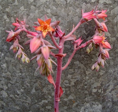 Echeveria ´Takasago no Okina´ (5).jpg
